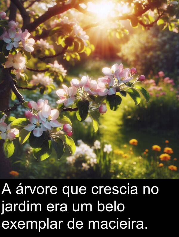 macieira: A árvore que crescia no jardim era um belo exemplar de macieira.