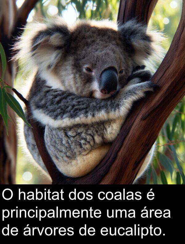 árvores: O habitat dos coalas é principalmente uma área de árvores de eucalipto.
