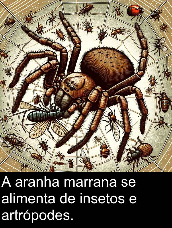 alimenta: A aranha marrana se alimenta de insetos e artrópodes.