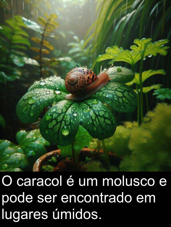 úmidos: O caracol é um molusco e pode ser encontrado em lugares úmidos.