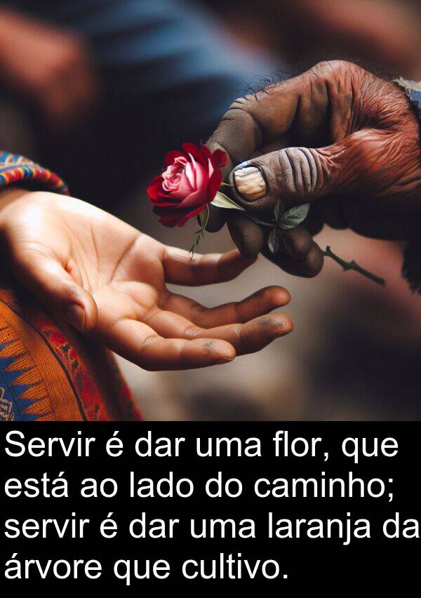 laranja: Servir é dar uma flor, que está ao lado do caminho; servir é dar uma laranja da árvore que cultivo.