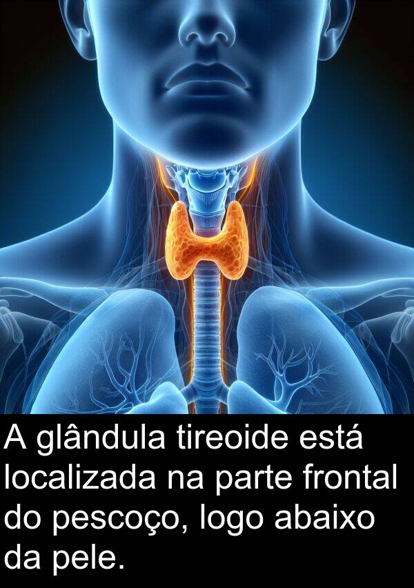 abaixo: A glândula tireoide está localizada na parte frontal do pescoço, logo abaixo da pele.
