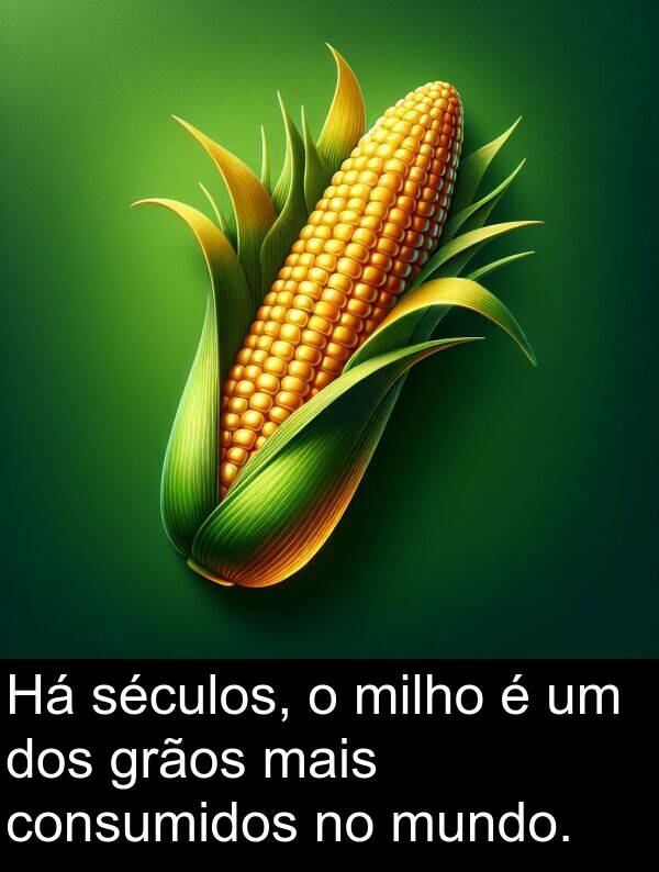 dos: Há séculos, o milho é um dos grãos mais consumidos no mundo.