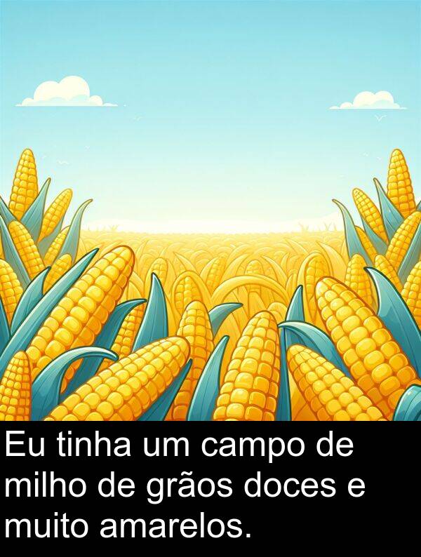amarelos: Eu tinha um campo de milho de grãos doces e muito amarelos.