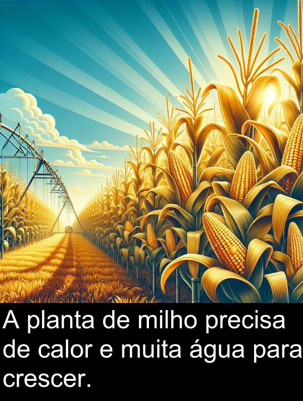 precisa: A planta de milho precisa de calor e muita água para crescer.