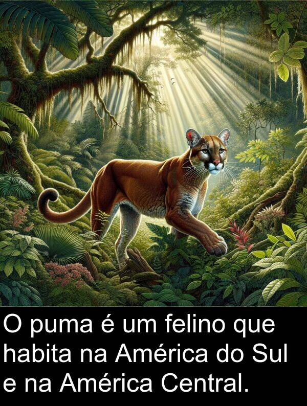 puma: O puma é um felino que habita na América do Sul e na América Central.