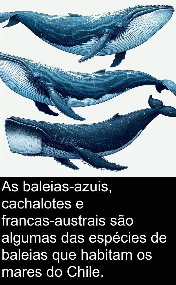 algumas: As baleias-azuis, cachalotes e francas-austrais são algumas das espécies de baleias que habitam os mares do Chile.