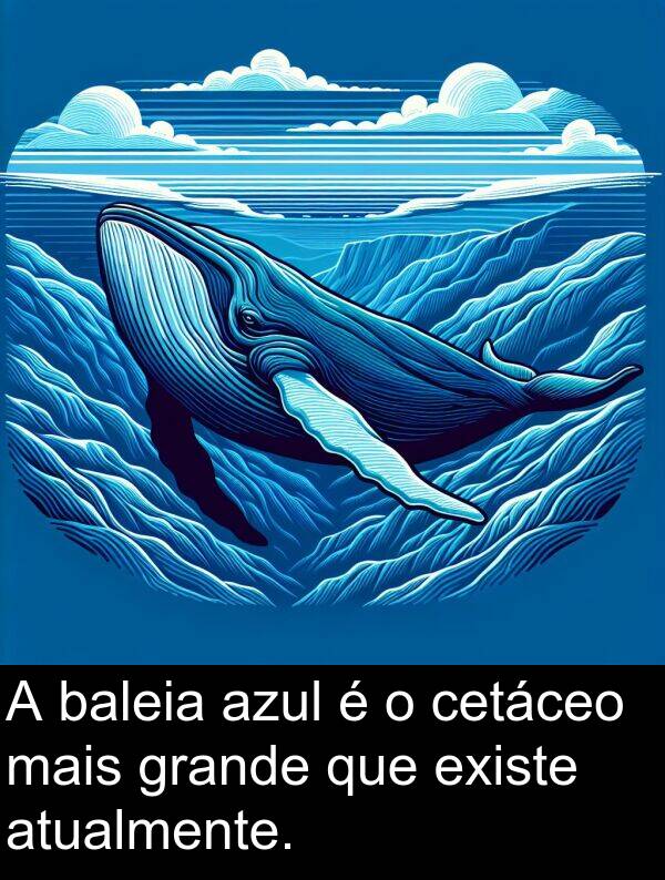 grande: A baleia azul é o cetáceo mais grande que existe atualmente.