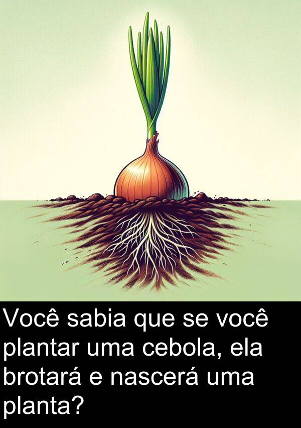 nascerá: Você sabia que se você plantar uma cebola, ela brotará e nascerá uma planta?