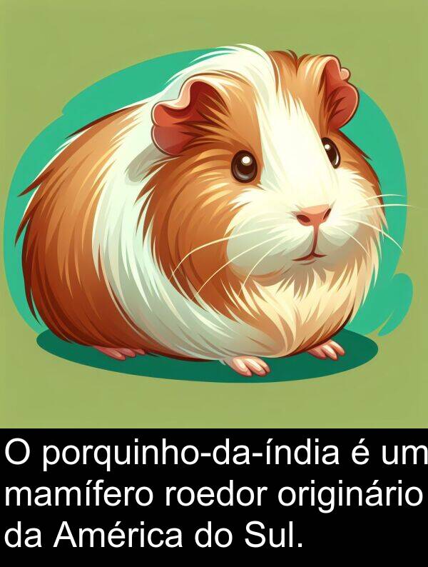 mamífero: O porquinho-da-índia é um mamífero roedor originário da América do Sul.