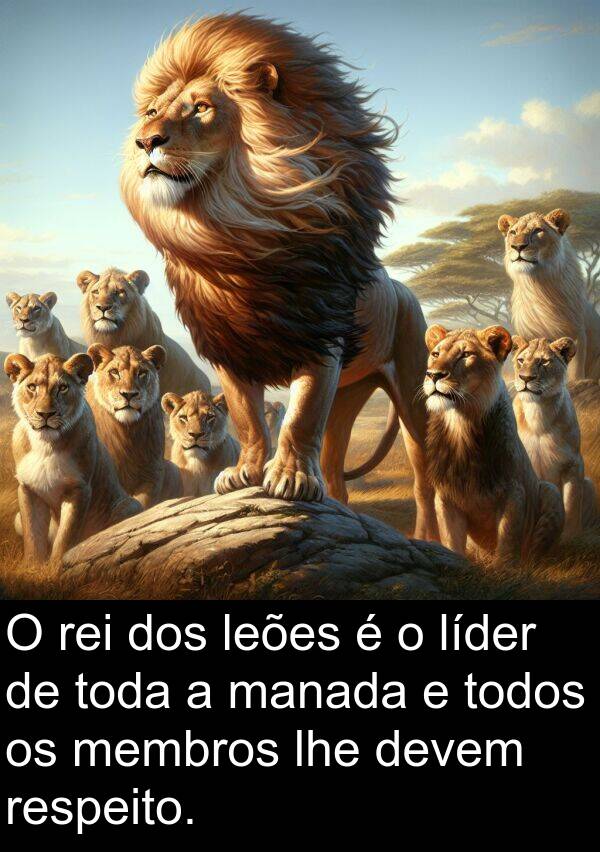 manada: O rei dos leões é o líder de toda a manada e todos os membros lhe devem respeito.