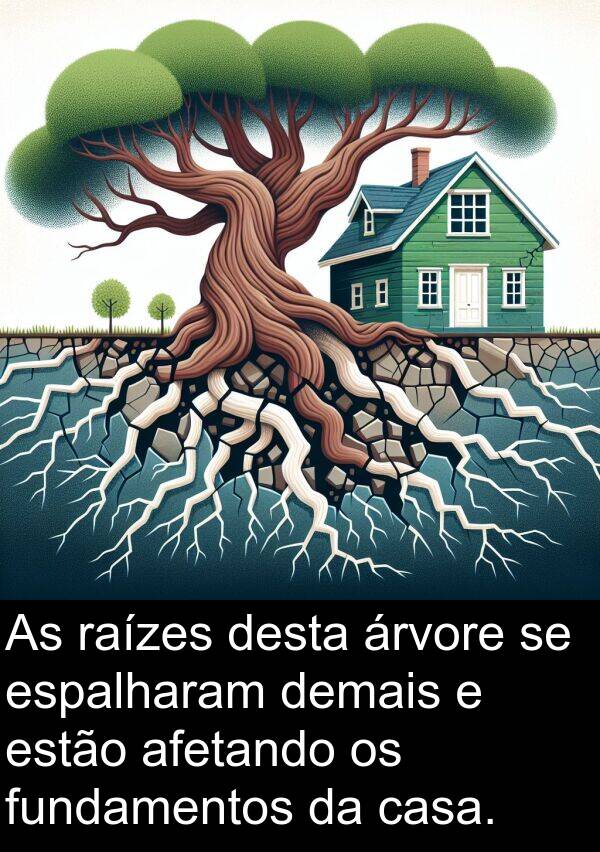 desta: As raízes desta árvore se espalharam demais e estão afetando os fundamentos da casa.