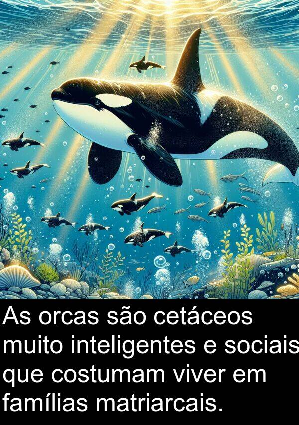 matriarcais: As orcas são cetáceos muito inteligentes e sociais que costumam viver em famílias matriarcais.