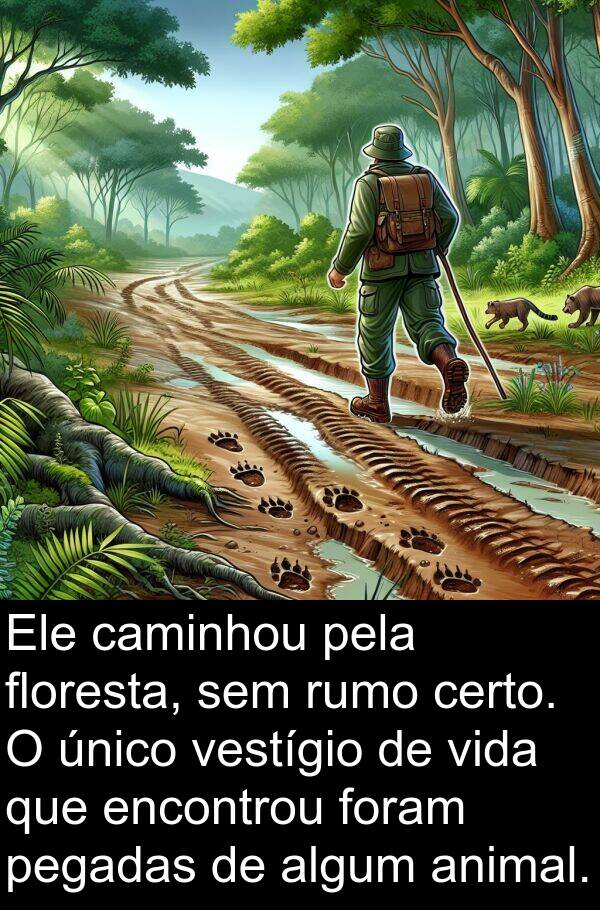 caminhou: Ele caminhou pela floresta, sem rumo certo. O único vestígio de vida que encontrou foram pegadas de algum animal.