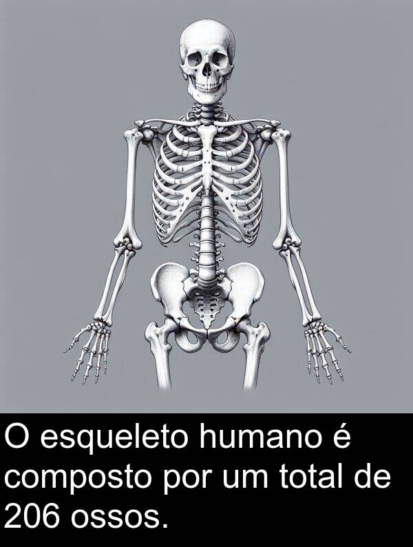 composto: O esqueleto humano é composto por um total de 206 ossos.