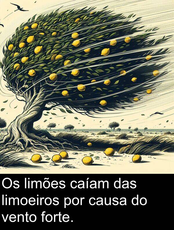 vento: Os limões caíam das limoeiros por causa do vento forte.