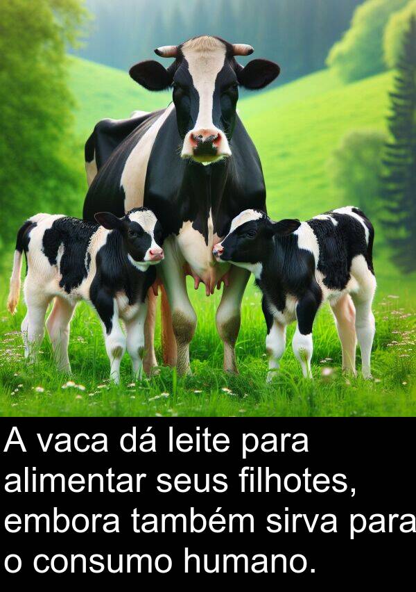 vaca: A vaca dá leite para alimentar seus filhotes, embora também sirva para o consumo humano.
