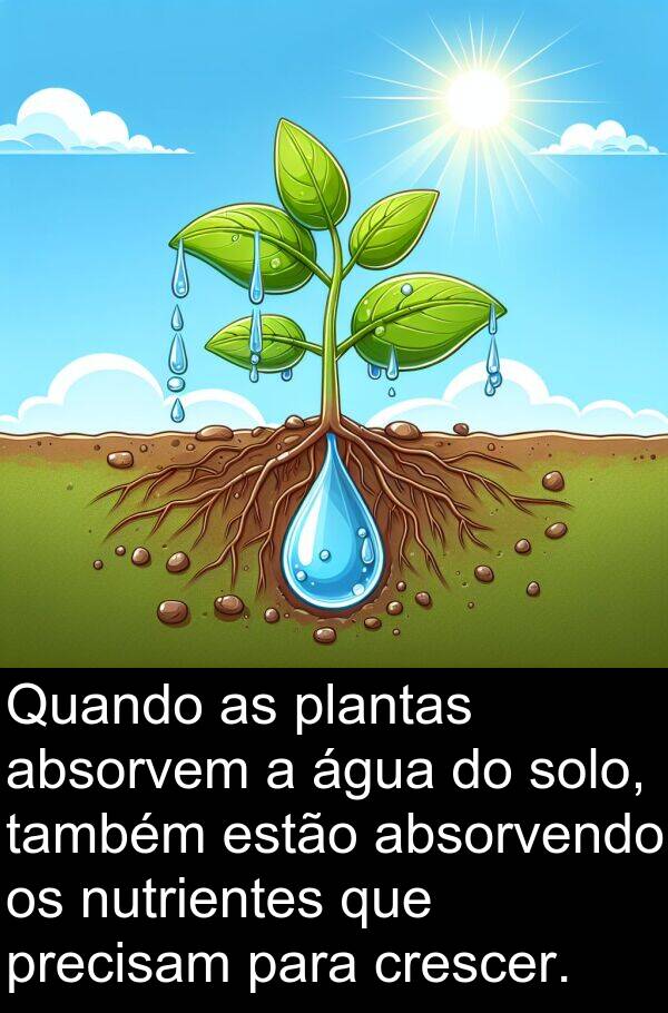 absorvendo: Quando as plantas absorvem a água do solo, também estão absorvendo os nutrientes que precisam para crescer.