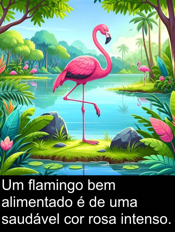 alimentado: Um flamingo bem alimentado é de uma saudável cor rosa intenso.