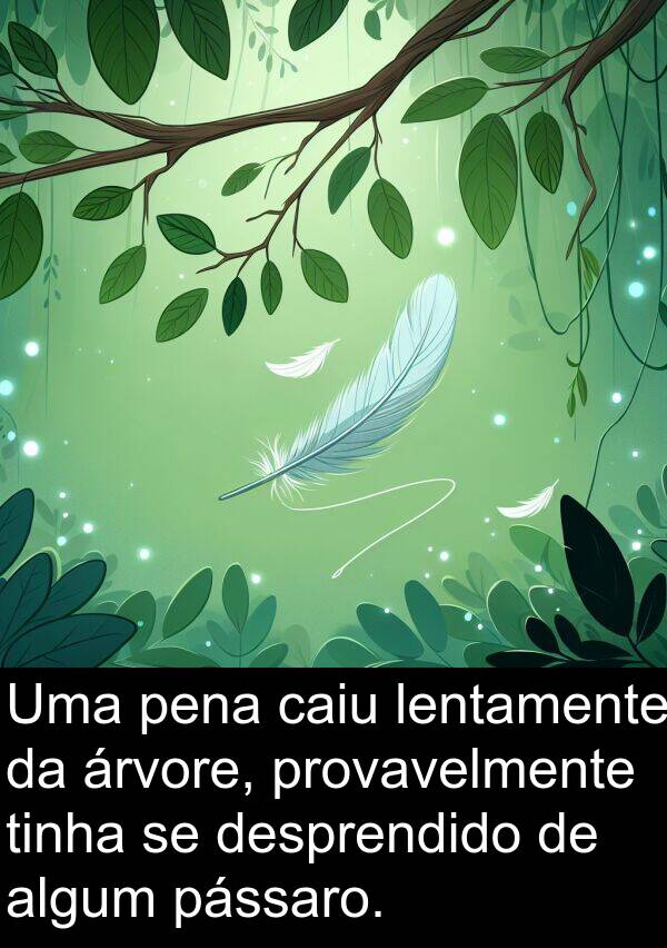 caiu: Uma pena caiu lentamente da árvore, provavelmente tinha se desprendido de algum pássaro.