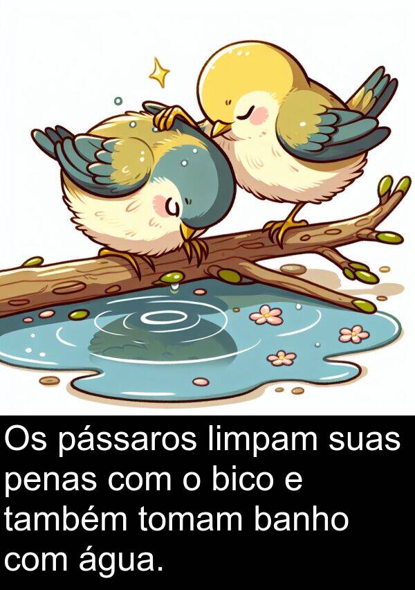 penas: Os pássaros limpam suas penas com o bico e também tomam banho com água.