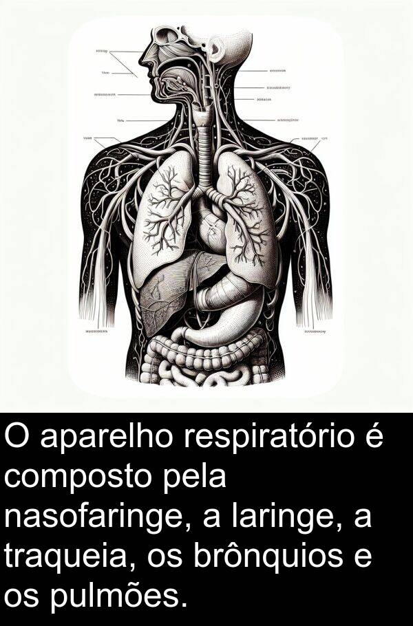 nasofaringe: O aparelho respiratório é composto pela nasofaringe, a laringe, a traqueia, os brônquios e os pulmões.