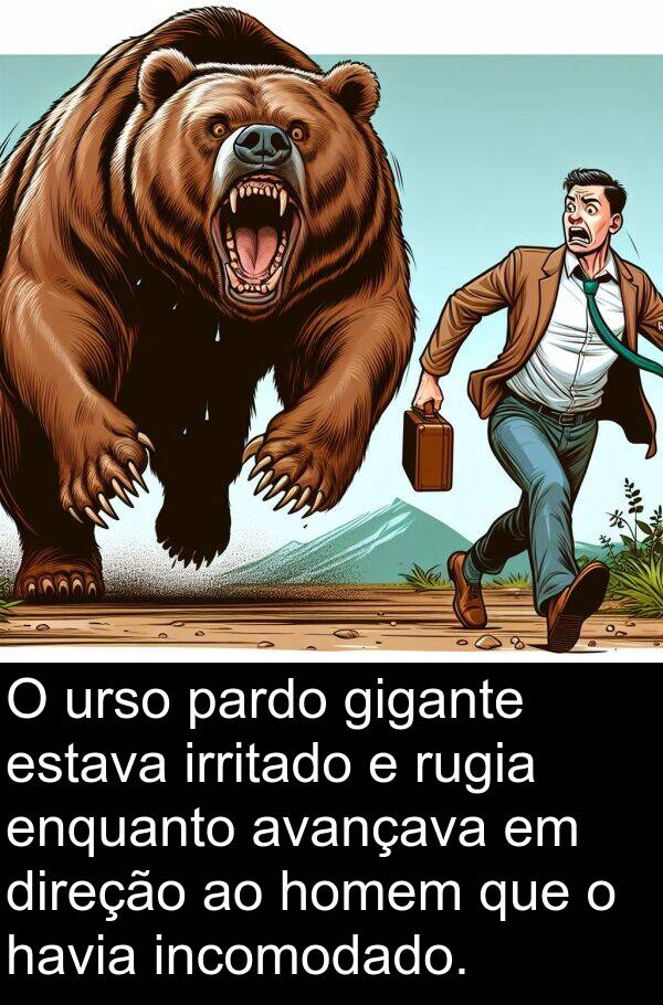 pardo: O urso pardo gigante estava irritado e rugia enquanto avançava em direção ao homem que o havia incomodado.
