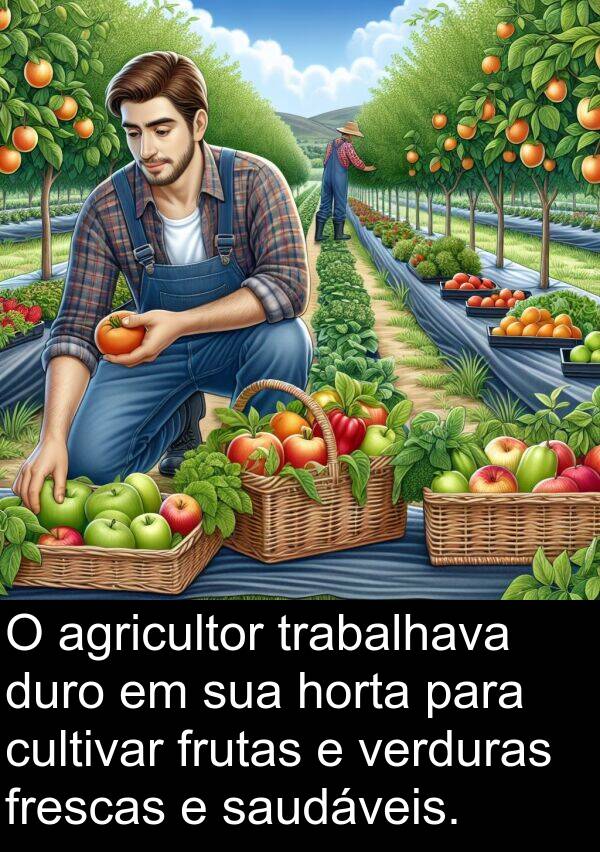 saudáveis: O agricultor trabalhava duro em sua horta para cultivar frutas e verduras frescas e saudáveis.