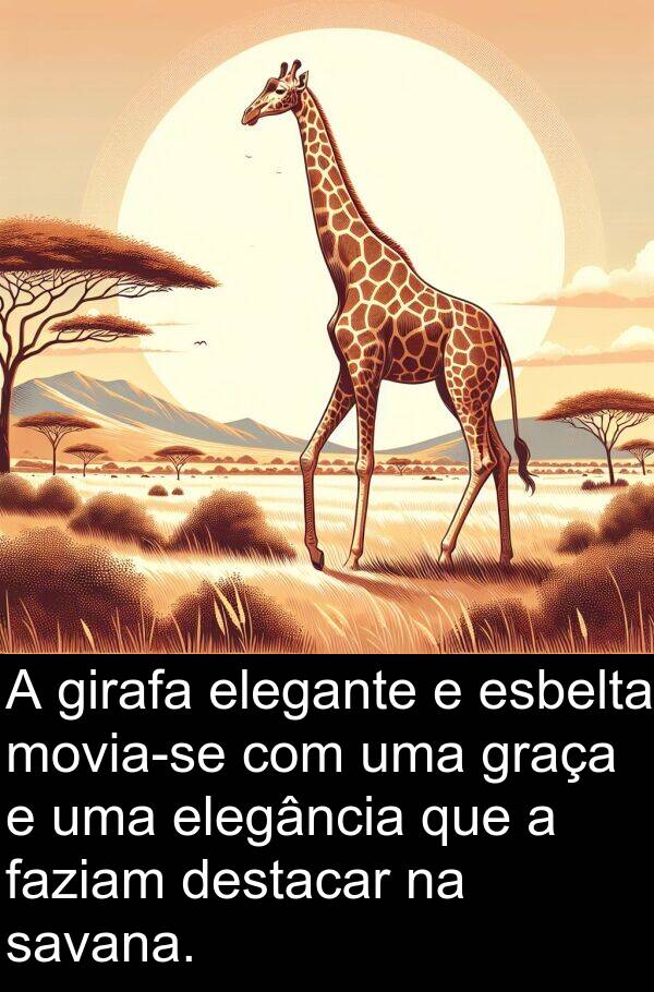 faziam: A girafa elegante e esbelta movia-se com uma graça e uma elegância que a faziam destacar na savana.
