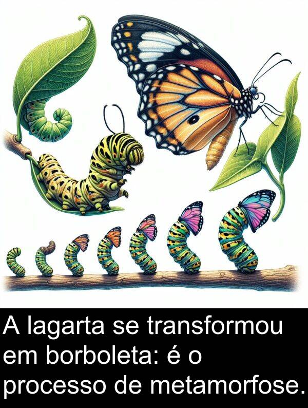 lagarta: A lagarta se transformou em borboleta: é o processo de metamorfose.