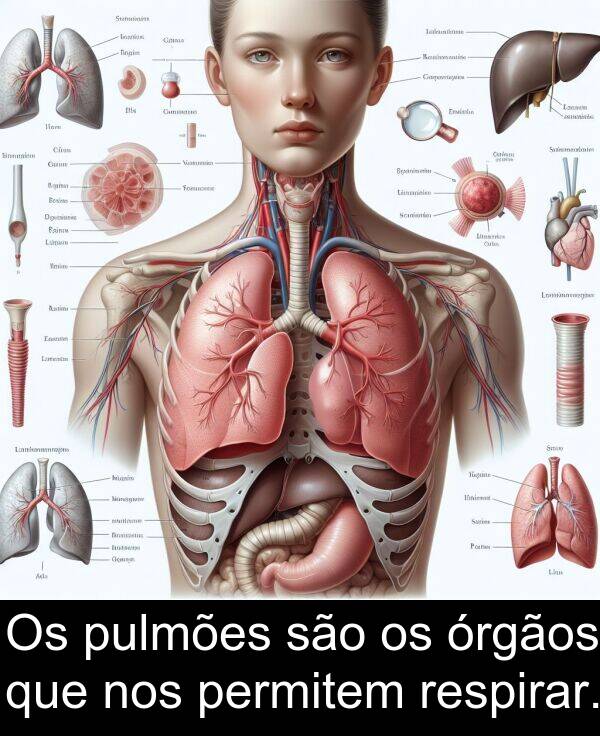 são: Os pulmões são os órgãos que nos permitem respirar.