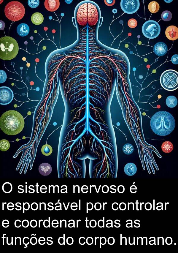 nervoso: O sistema nervoso é responsável por controlar e coordenar todas as funções do corpo humano.