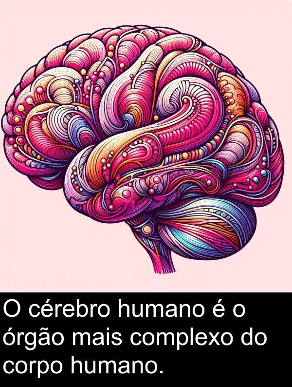 corpo: O cérebro humano é o órgão mais complexo do corpo humano.
