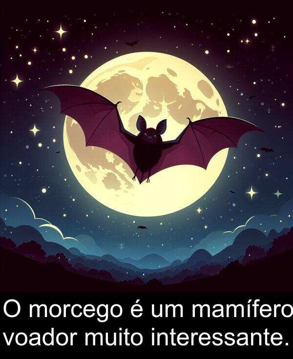 mamífero: O morcego é um mamífero voador muito interessante.
