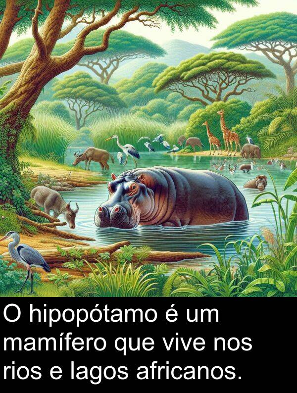 mamífero: O hipopótamo é um mamífero que vive nos rios e lagos africanos.