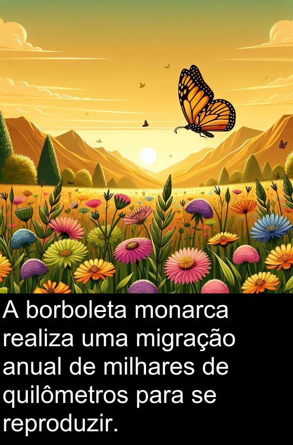quilômetros: A borboleta monarca realiza uma migração anual de milhares de quilômetros para se reproduzir.