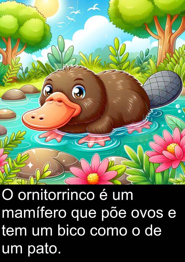 mamífero: O ornitorrinco é um mamífero que põe ovos e tem um bico como o de um pato.