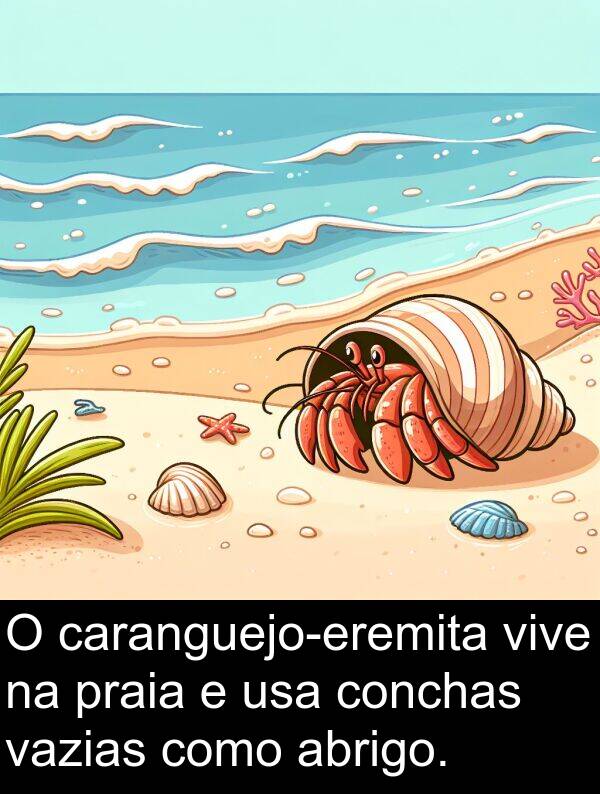 vazias: O caranguejo-eremita vive na praia e usa conchas vazias como abrigo.