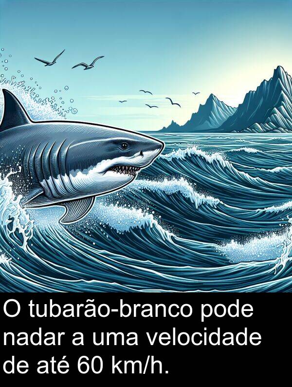 nadar: O tubarão-branco pode nadar a uma velocidade de até 60 km/h.