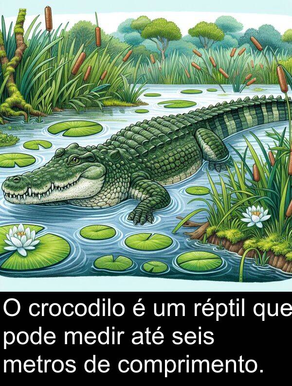 crocodilo: O crocodilo é um réptil que pode medir até seis metros de comprimento.