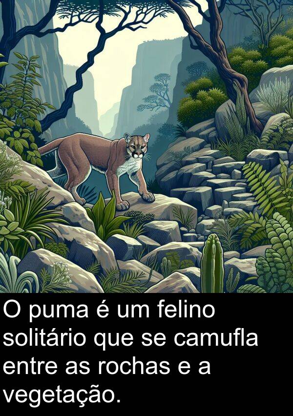 camufla: O puma é um felino solitário que se camufla entre as rochas e a vegetação.