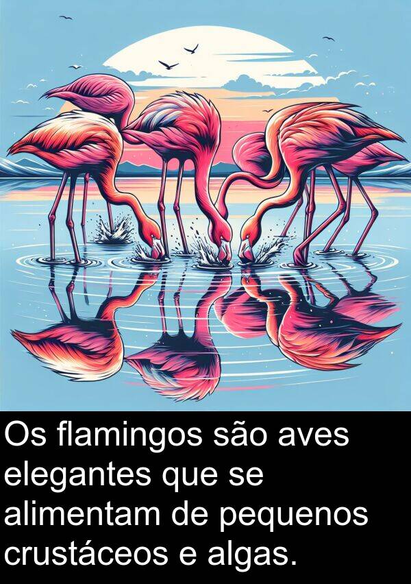 algas: Os flamingos são aves elegantes que se alimentam de pequenos crustáceos e algas.