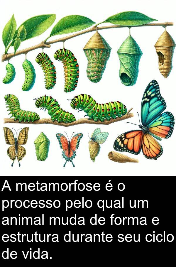 estrutura: A metamorfose é o processo pelo qual um animal muda de forma e estrutura durante seu ciclo de vida.