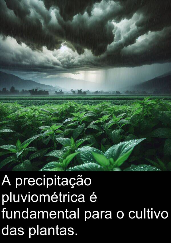 cultivo: A precipitação pluviométrica é fundamental para o cultivo das plantas.