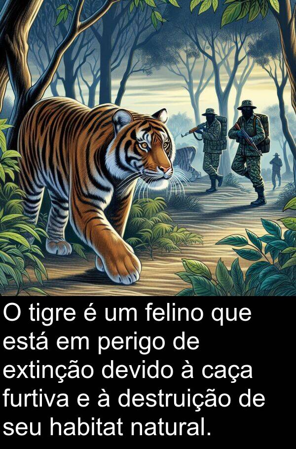 natural: O tigre é um felino que está em perigo de extinção devido à caça furtiva e à destruição de seu habitat natural.