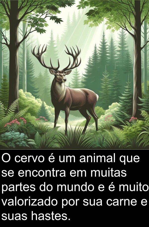 valorizado: O cervo é um animal que se encontra em muitas partes do mundo e é muito valorizado por sua carne e suas hastes.