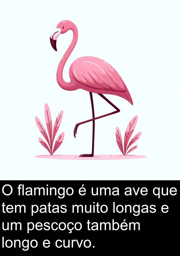 curvo: O flamingo é uma ave que tem patas muito longas e um pescoço também longo e curvo.