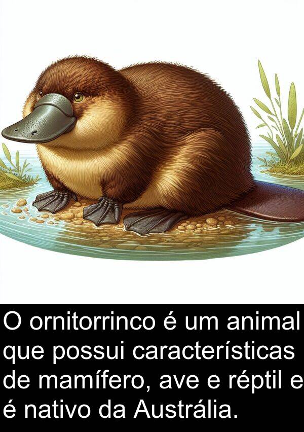 nativo: O ornitorrinco é um animal que possui características de mamífero, ave e réptil e é nativo da Austrália.