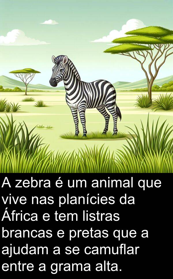 zebra: A zebra é um animal que vive nas planícies da África e tem listras brancas e pretas que a ajudam a se camuflar entre a grama alta.