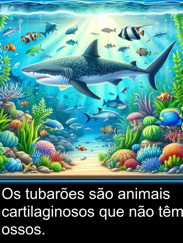 são: Os tubarões são animais cartilaginosos que não têm ossos.